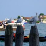 Explore Italy's breathtaking beauty with STA Travel's exceptional guided tours