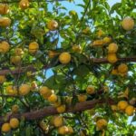 Is Travel to Italy Still Banned Sign indicating 'Travel to Italy Still Banned' amidst COVID-19 restrictions