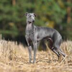 Longterm Travel Italian Greyhound Adventurer's Guide: Essential Tips for Long-Term Travel with an Italian Greyhound